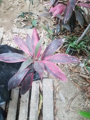 Cordyline fruticosa