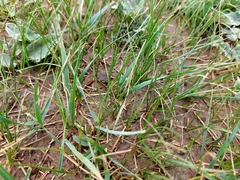 Leymus chinensis