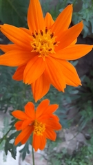 Cosmos sulphureus
