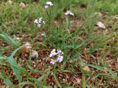 Dontostemon integrifolius