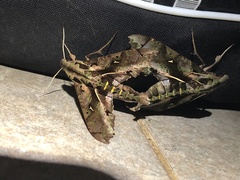 Hemeroplanes triptolemus