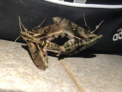 Hemeroplanes triptolemus