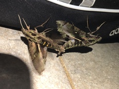 Hemeroplanes triptolemus