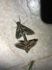 Hemeroplanes triptolemus