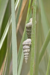 Cerithideopsis