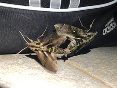 Hemeroplanes triptolemus