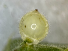 Caryomyia hirtidolium