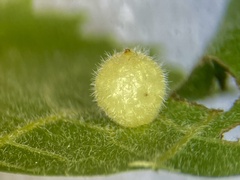 Caryomyia hirtidolium