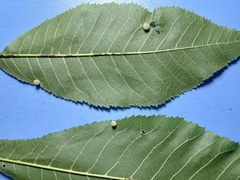 Caryomyia hirtidolium