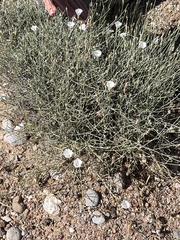 Convolvulus krauseanus