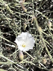 Convolvulus krauseanus