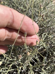 Convolvulus krauseanus