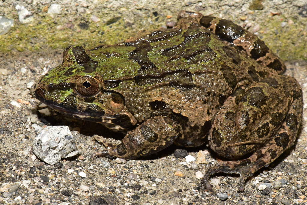 Crab-Eating Frog