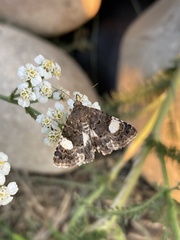 Tyta