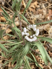 Townsendia grandiflora