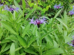 Centaurea triumfettii
