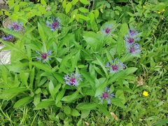 Centaurea triumfettii
