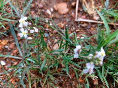 Dontostemon integrifolius