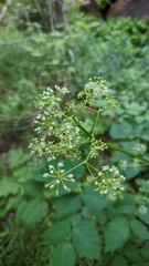 Aralia bicrenata