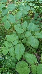 Aralia bicrenata