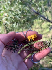 Dillwynia sieberi