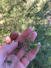 Dillwynia sieberi