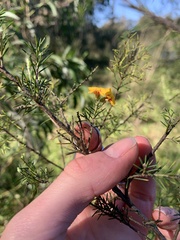 Dillwynia sieberi