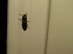 Hemicrepidius nemnonius