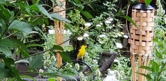 Spinus tristis