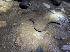 Dermophis oaxacae