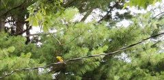 Spinus tristis