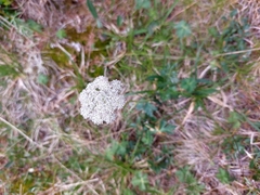 Peucedanum vaginatum