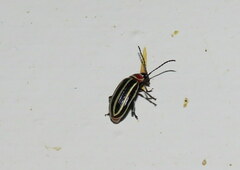 Disonycha pensylvanica