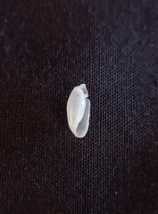 Roxaniella leucampyx