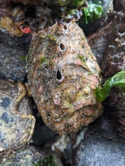 Haliotis kamtschatkana