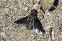 Hemipenthes morioides