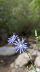 Lactuca pulchella