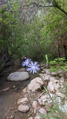 Lactuca pulchella