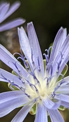 Lactuca pulchella
