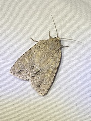 Acronicta immodica