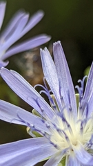 Lactuca pulchella