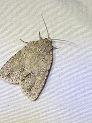Acronicta immodica