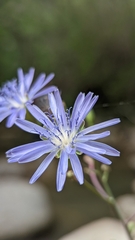 Lactuca pulchella
