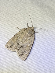 Acronicta immodica