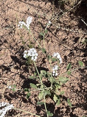 Heliotropium ellipticum