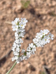 Heliotropium ellipticum