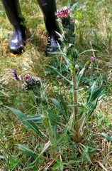 Saussurea baicalensis