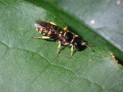 Crossocerus nitidiventris