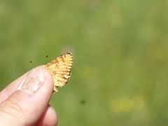 Phyciodes mylitta
