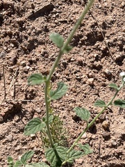 Heliotropium ellipticum